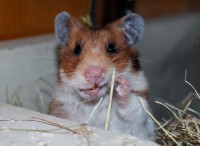 /album/photo-gallery-hamsterheaven/two-little-girls-juli-2012-004-jpg/